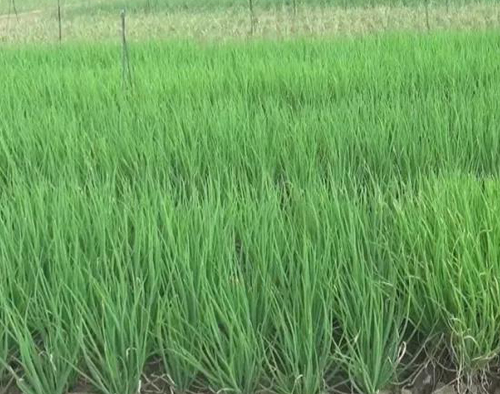 北方飄起雪花時，海帝拉克走進了雨中的廣西柳州