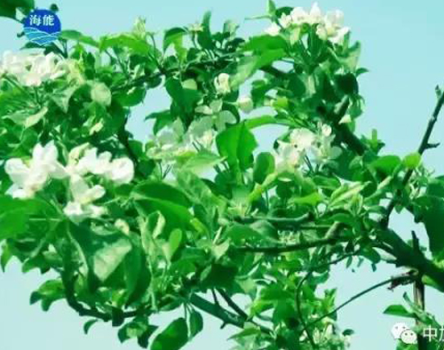 煙台LUTUBE在线观看免费生物帶你走進文登----樸實的大叔給你講述華麗的效果