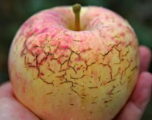 作物缺鈣不要慌，LUTUBE在线观看免费生物來幫忙