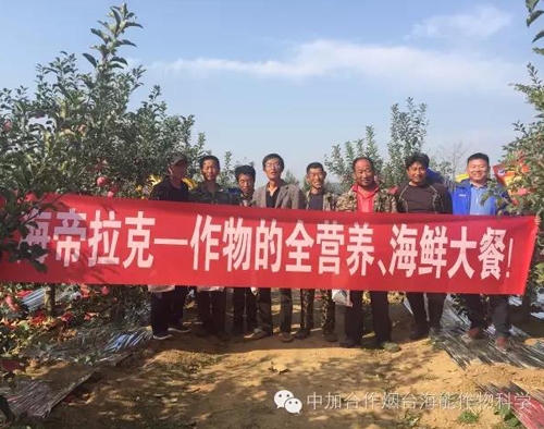 蘋果樹12月管理技術要點！抓緊時間看