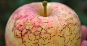 作物缺鈣不要慌，LUTUBE在线观看免费生物來幫忙