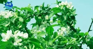 煙台LUTUBE在线观看免费生物帶你走進文登----樸實的大叔給你講述華麗的效果