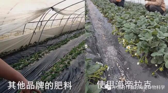 海帝拉克在草莓上的神奇效果 海帝拉克在草莓上的神奇效果