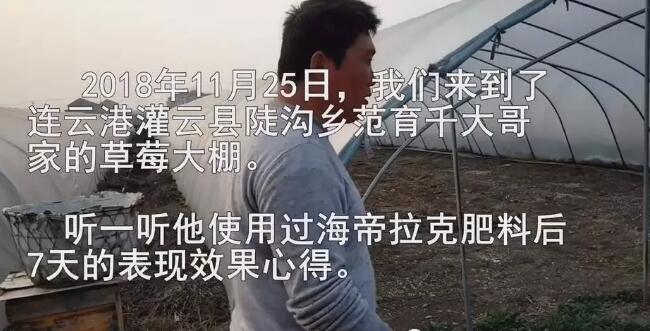 海帝拉克在草莓上的神奇效果 海帝拉克在草莓上的神奇效果