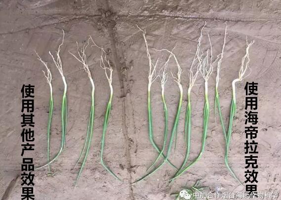 海帝拉克顆粒水溶肥大蔥效果第一季 海帝拉克顆粒水溶肥大蔥效果第一季