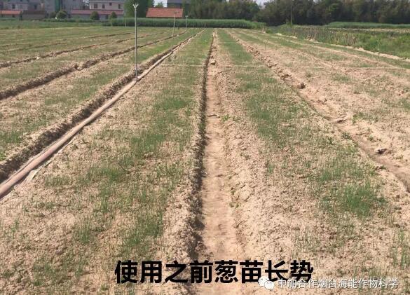 海帝拉克顆粒水溶肥大蔥效果第一季 海帝拉克顆粒水溶肥大蔥效果第一季