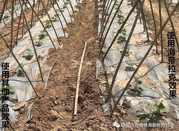 海帝拉克顆粒水溶肥大蔥效果第一季 海帝拉克顆粒水溶肥大蔥效果第一季