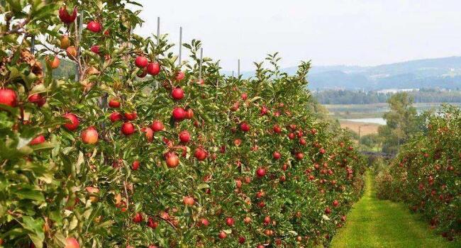 【實地探訪】-----山東萊陽高品質果園管理細節及“免開溝”水肥一體化運用 【實地探訪】-----山東萊陽高品質果園管理細節及“免開溝”水肥一體化運用