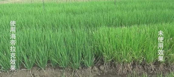 海帝拉克走進了雨中的廣西柳州 海帝拉克走進了雨中的廣西柳州