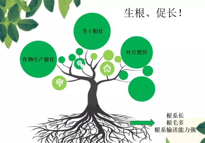 海帝拉克海藻碳的神奇功效！