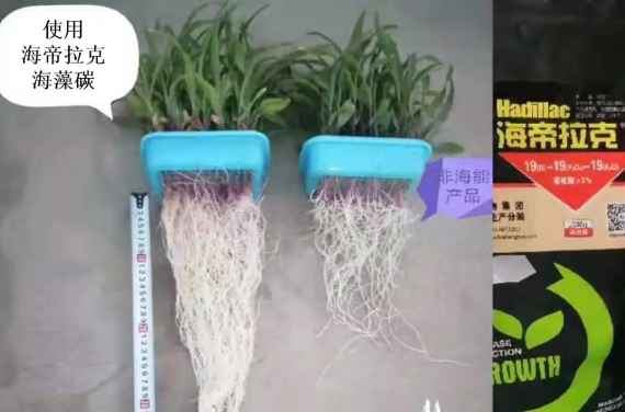 海帝拉克海藻碳的神奇功效！