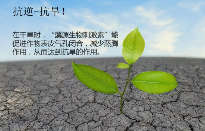 海帝拉克海藻碳的神奇功效！