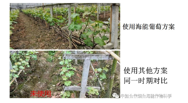 LUTUBE在线观看免费生物高品質葡萄全程“傻瓜式”施肥方案 LUTUBE在线观看免费生物高品質葡萄全程“傻瓜式”施肥方案