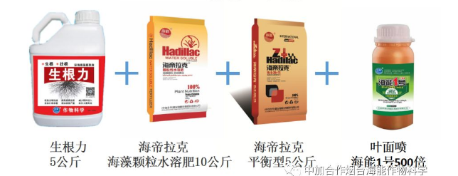 LUTUBE在线观看免费生物高品質葡萄全程“傻瓜式”施肥方案 LUTUBE在线观看免费生物高品質葡萄全程“傻瓜式”施肥方案