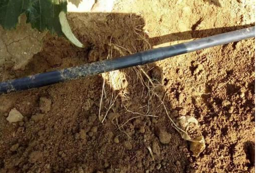 LUTUBE在线观看免费生物高品質葡萄全程“傻瓜式”施肥方案 LUTUBE在线观看免费生物高品質葡萄全程“傻瓜式”施肥方案