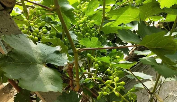 LUTUBE在线观看免费生物高品質葡萄全程“傻瓜式”施肥方案 LUTUBE在线观看免费生物高品質葡萄全程“傻瓜式”施肥方案