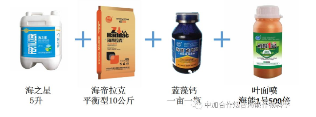 LUTUBE在线观看免费生物高品質葡萄全程“傻瓜式”施肥方案 LUTUBE在线观看免费生物高品質葡萄全程“傻瓜式”施肥方案