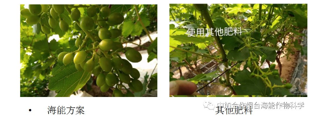 LUTUBE在线观看免费生物高品質葡萄全程“傻瓜式”施肥方案 LUTUBE在线观看免费生物高品質葡萄全程“傻瓜式”施肥方案