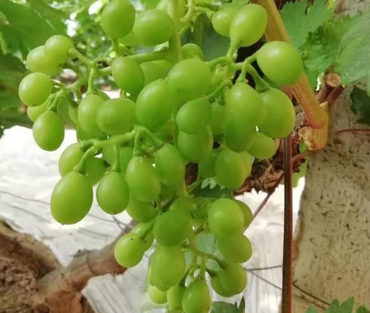 LUTUBE在线观看免费生物高品質葡萄全程“傻瓜式”施肥方案 LUTUBE在线观看免费生物高品質葡萄全程“傻瓜式”施肥方案