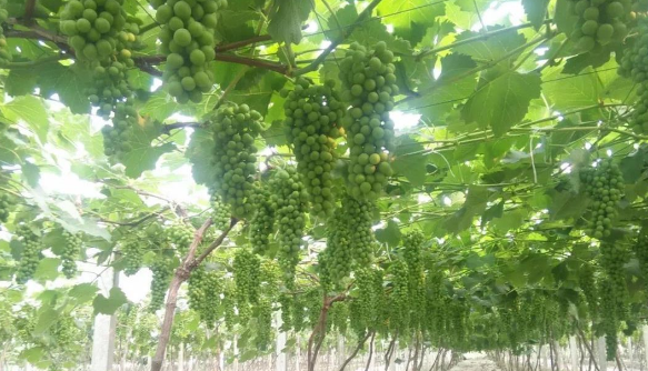 LUTUBE在线观看免费生物高品質葡萄全程“傻瓜式”施肥方案 LUTUBE在线观看免费生物高品質葡萄全程“傻瓜式”施肥方案