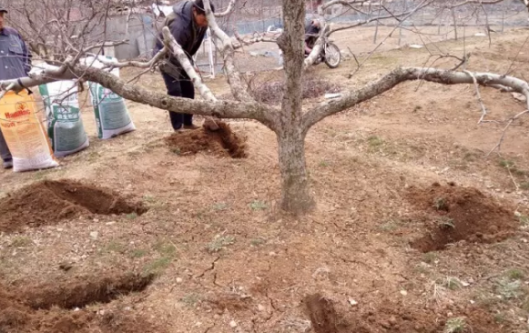 蘋果樹12月管理技術要點！抓緊時間看