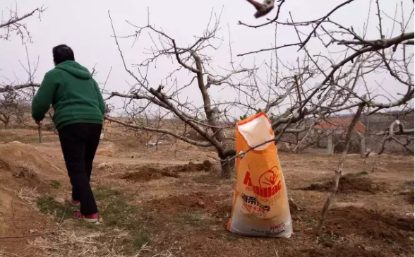 蘋果樹12月管理技術要點！抓緊時間看