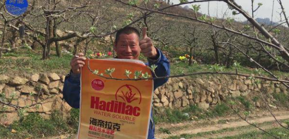 蘋果樹12月管理技術要點！抓緊時間看