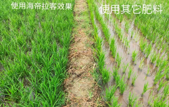 海帝拉克大量元素水溶肥全程效果跟蹤 海帝拉克大量元素水溶肥全程效果跟蹤