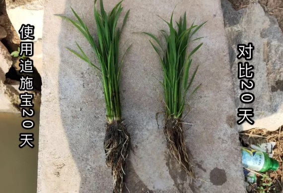 海帝拉克大量元素水溶肥全程效果跟蹤 海帝拉克大量元素水溶肥全程效果跟蹤