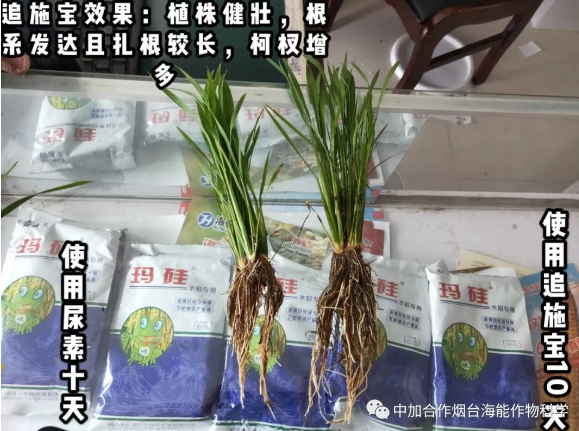 海帝拉克大量元素水溶肥全程效果跟蹤 海帝拉克大量元素水溶肥全程效果跟蹤