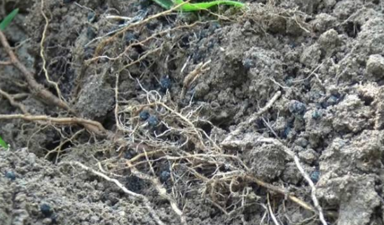 持續大旱突遇大雨侵襲果園 海帝拉克如何扭轉乾坤 持續大旱突遇大雨侵襲果園 海帝拉克如何扭轉乾坤