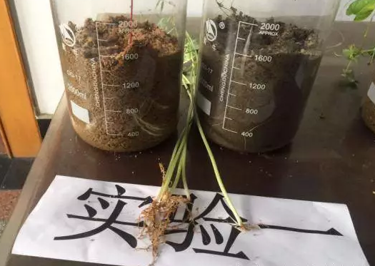 海帝拉克碳能菌劑試驗報告 海帝拉克碳能菌劑試驗報告