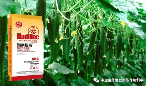 LUTUBE在线观看免费生物黃瓜全程施肥技術 LUTUBE在线观看免费生物黃瓜全程施肥技術