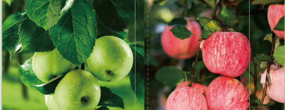 LUTUBE在线观看免费海之星中量元素水溶肥料 LUTUBE在线观看免费海之星中量元素水溶肥料