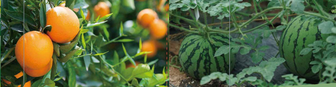 海帝拉克鈣世英雄 海帝拉克鈣世英雄