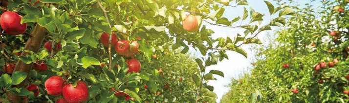 超能素·瓜甜果香 超能素·瓜甜果香